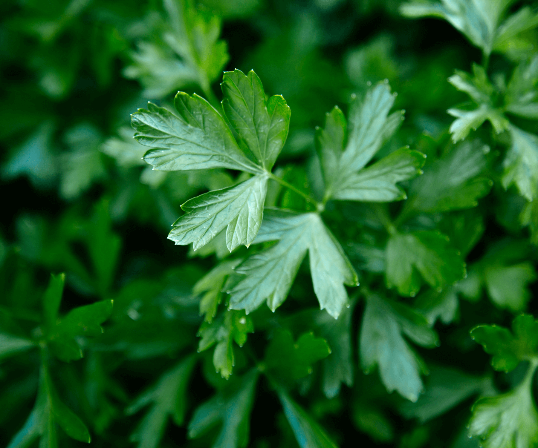 Nasi Basmati dengan Bawang Putih dan Peterseli